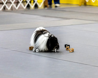2022 Paper Cities Kennel Club Dog Show - Sunday 9/11